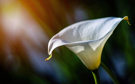 White calla lily on green background with sunbeams.の素材