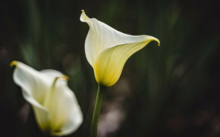 White calla lily in the garden. Selective focus.の素材