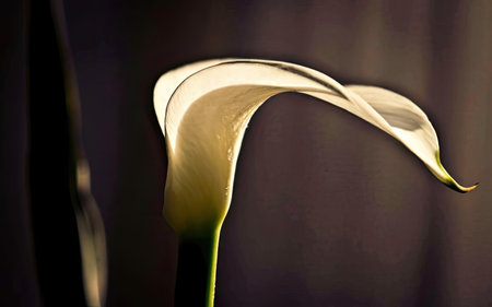 White calla lily on a dark background, close-upの素材