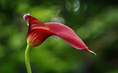 Close up of a red calla lily on a green backgroundの素材