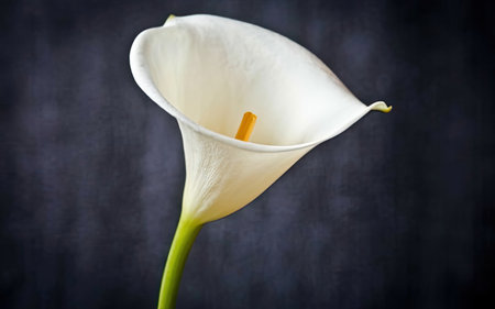 white calla lily on a dark background with copyspaceの素材