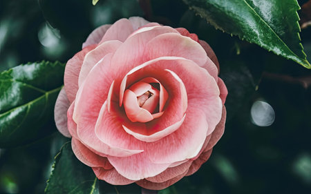 Camellia flower in the garden. Natural background. Selective focus.の素材