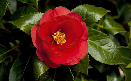 Red camellia flower with green leaves on a dark background.の素材