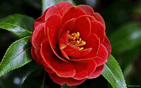 Camellia flower in the garden with water drops on petalsの素材