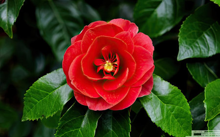 Beautiful red camellia flower with green leaves in the gardenの素材
