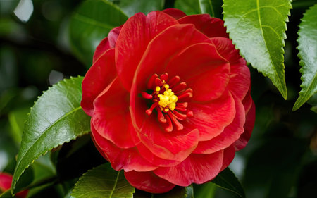 Close up of a red camellia flower with green leaves.の素材