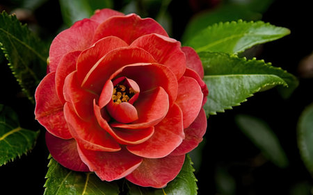Red camellia flower with green leaves, close-up.の素材