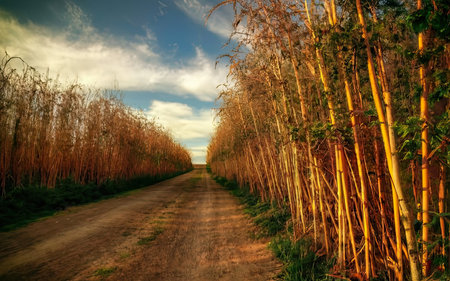 Sunset over a row of bamboo trees along a rural road.の素材
