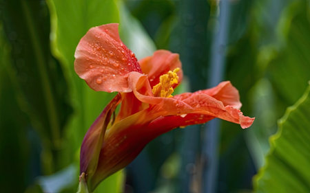 Orange hibiscus flower with water drops on the petalsの素材
