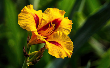 Close up of yellow canna lily flower (Gladiolus)の素材