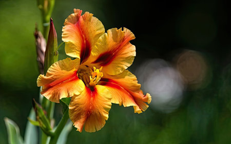 Orange and yellow hibiscus flower on a green background.の素材