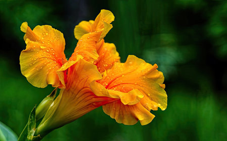 Orange flower with water drops on green background. Shallow DOFの素材