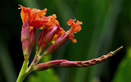 Close up of orange canna lily flower (Canna indica)の素材