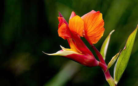 Orange and yellow flower of canna lily (Canna indica)の素材