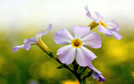Beautiful flowers in the garden, close-up. Nature backgroundの素材
