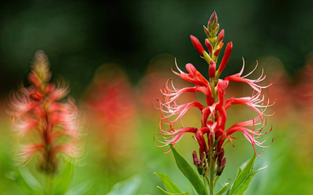 Red spider lily (Cleome spinosa) flower in gardenの素材