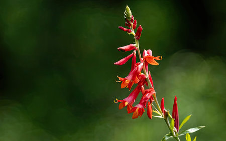 Close up of a red flower in the garden with green background.の素材