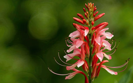 Close up of red flower (Cleome spinosa) with green backgroundの素材