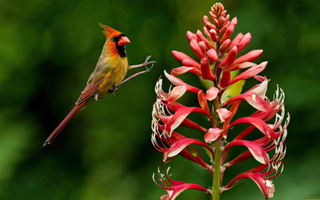 Male Northern Cardinal perching on a red aloe vera flowerの素材