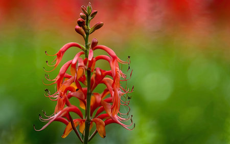 Close up of a red flower in the garden with blurred background.の素材