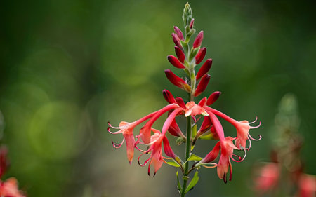 Close up of red flowers on a green background. Shallow depth of fieldの素材