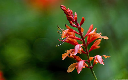 Close up of a red flower (Canna indica L.)の素材