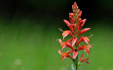 Close up of a red flower on a green background with copy spaceの素材