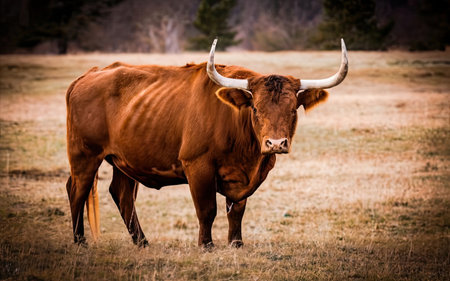 Portrait of a red cow with long horns on the field.の素材