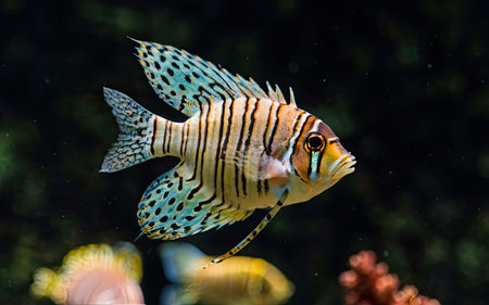 A closeup shot of a colorful fish swimming in a tropical aquariumの素材