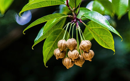 Close-up of a bunch of small seed pods on a treeの素材