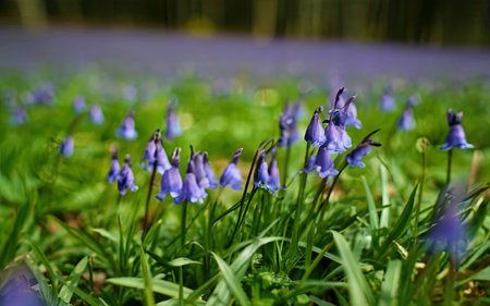 Bluebells (Hyacinthoides non-scripta)の素材