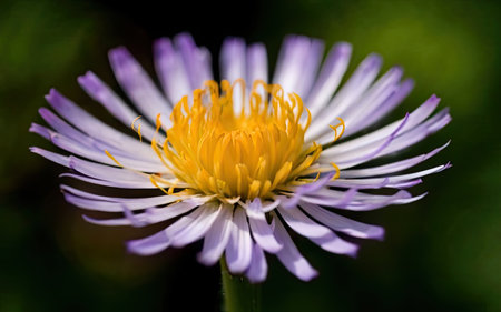 Aster flower in the garden. Close-up. Nature.の素材