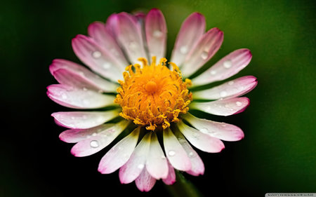 Beautiful daisy flower with water drops on petals close upの素材