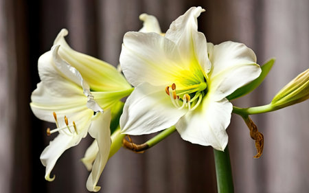 Beautiful lily flowers on a dark background. Spring flowers.の素材