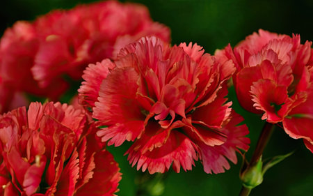 Red carnation flowers on green background. Closeup of carnation flowers.の素材