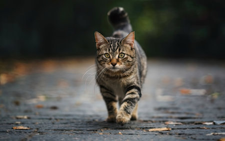 Cute tabby cat walking on the street in the city.の素材