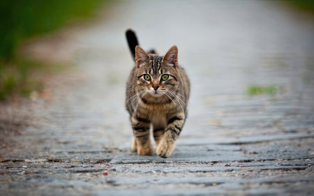 tabby european shorthair cat walking on a paved streetの素材