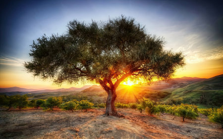 Olive tree at sunset in Tuscany, Italy, Europeの素材