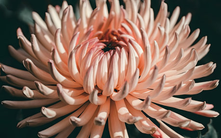 Closeup of pink chrysanthemum flower, Thailand.の素材