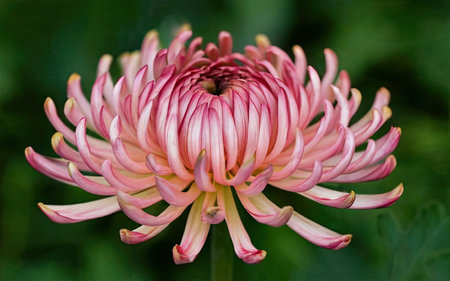 chrysanthemum very nice colorful opened garden flower close upの素材