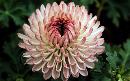 chrysanthemum very nice colorful opened garden flower close upの素材