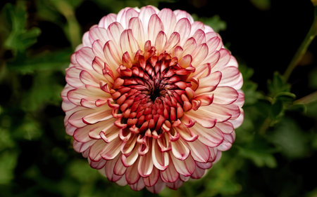 beautiful chrysanthemum very nice colorful garden flower close upの素材