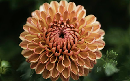 Beautiful orange dahlia flower in the garden, stock photoの素材