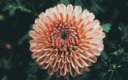 Beautiful chrysanthemum flower in the garden, stock photoの素材