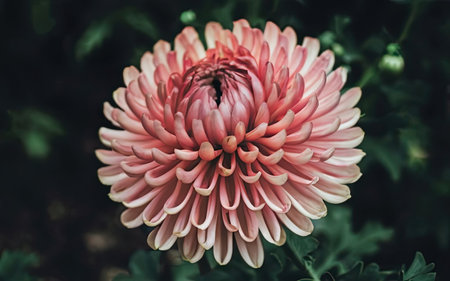 Pink chrysanthemum flower in the garden, vintage styleの素材