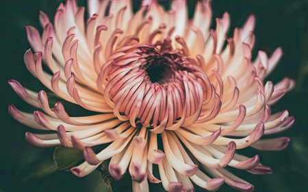 Chrysanthemum flower in the garden - Vintage filter effectの素材