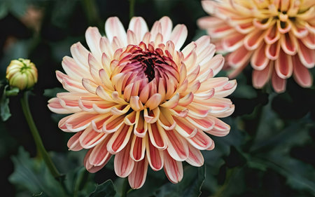 Beautiful chrysanthemum flower in the garden, stock photoの素材