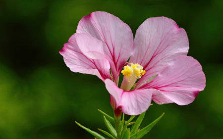 Pink hibiscus flower on green background, close-upの素材