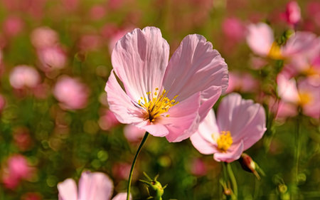 Cosmos flowers blooming in the garden. Floral background.の素材