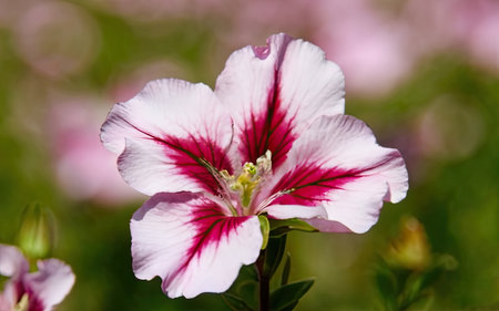 Pink and white petunia flower in the garden close-up.の素材